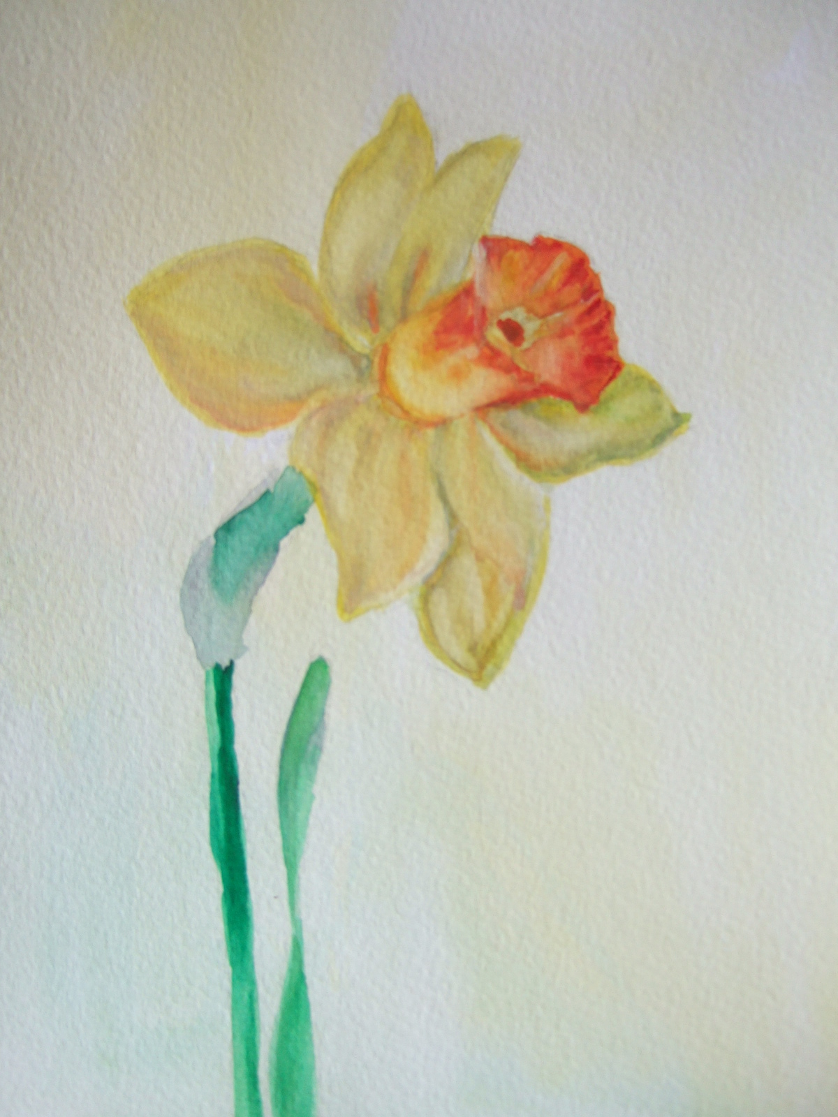 Narcisse à l`aquarelle