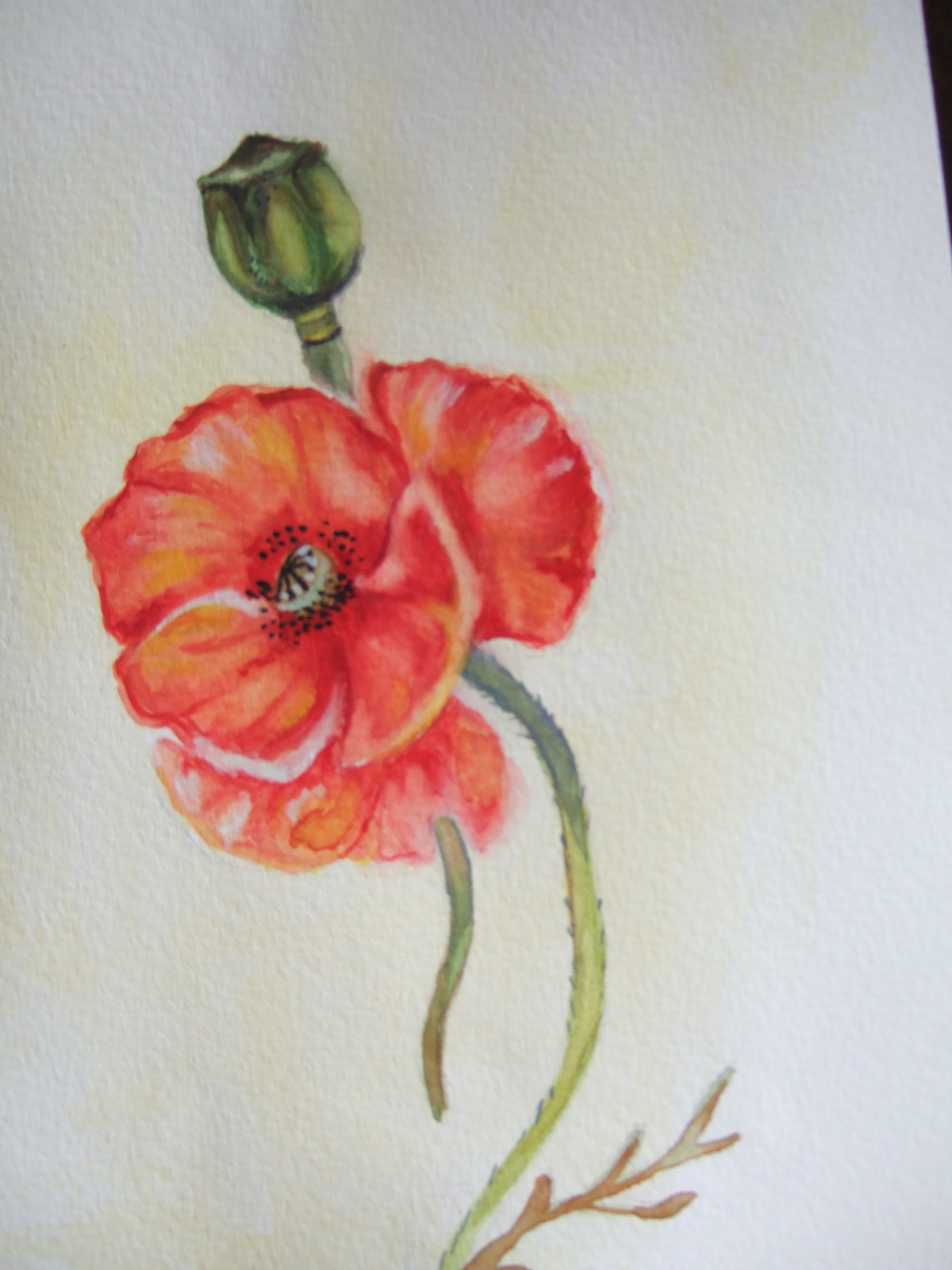 Coquelicot à l`aquarelle